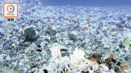 港大研究發現，海水溫度上升引致珊瑚白化死亡的原因，涉及與珊瑚共生的蟲黃藻「搶食」有關。（Till RÖthig提供）