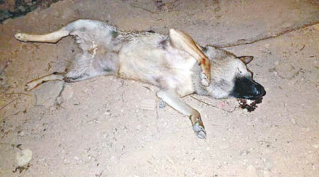 在和合石懷疑中毒死亡的唐狗。（互聯網圖片）