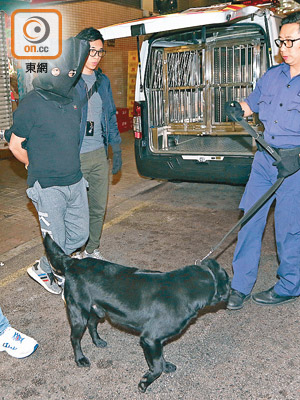 警方在旺角拘捕涉販毒司機，並出動緝毒犬搜查七人車。（馬竟峯攝）