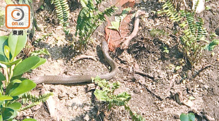香港公園驚現蛇蹤，證實是無毒的水律蛇。（讀者提供）