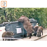 部分體形龐大的野豬懂得「摷」垃圾桶尋找食物。（資料圖片）