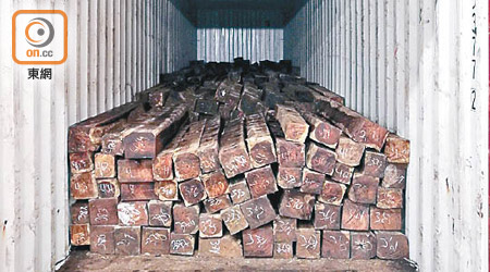 海關檢獲約二萬三千八百公斤懷疑屬瀕危物種的伯利茲黃檀木材。（政府新聞處提供）