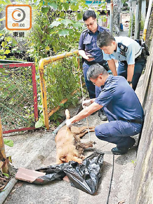 唐狗倒斃九華徑，愛協人員及警員在現場調查。（張開裕攝）