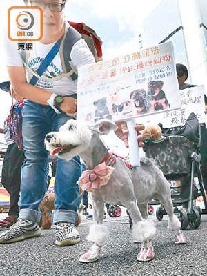 超過一百名市民響應網上召集的遊行，反對虐殺動物。（何量鈞攝）