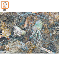 不少魚蝦蟹無法逃脫鬼網，因而受傷甚至死亡。