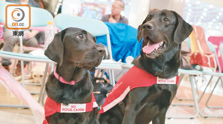 現時全港約有一千七百名視障人士需要導盲犬服務。