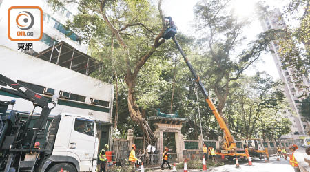 般咸道香港大學鄧志昂樓前兩棵細葉榕被斬。（資料圖片）