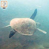 深灣海灣入口水底去年四月曾拍攝到綠海龜影片。（生態教育及資源中心提供）