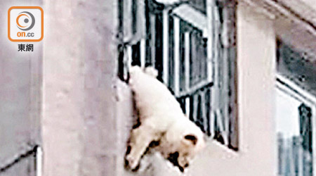 鬆獅犬卡在窗框半天吊。（讀者提供）