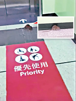 港鐵香港大學站也現鼠蹤。（互聯網圖片）
