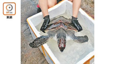 有泳客在藍灣半島對出海面活捉一隻綠海龜。（讀者提供）
