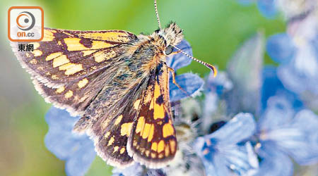 有蝴蝶保育組織重新引入黃斑銀弄蝶到蘇格蘭。
