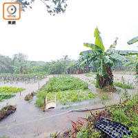 暴雨下新界北部分農場水浸。（讀者提供）