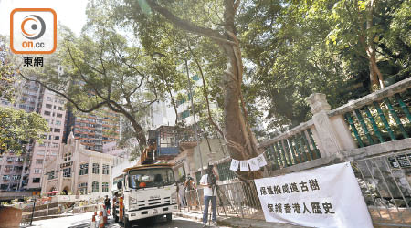香港大學鄧志昂樓前兩棵細葉榕被斬事件引起社會關注。