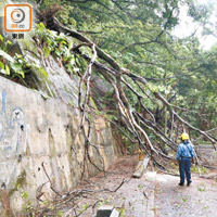本港雨季及風季經常有大樹倒塌阻塞道路。