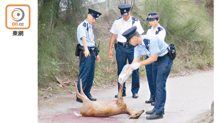 警員檢查赤麂屍體。（張世洋攝）