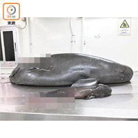 大嶼山發現的江豚懷有已達中期發展的胎兒，解剖後證實被船隻撞擊致死。（受訪者提供）