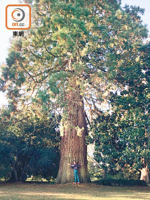 千年紅杉高聳參天，係莊園嘅樹王。（受訪者提供）