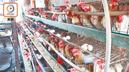 內地有養殖場爆發H5N1禽流感疫情。