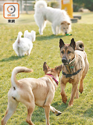 沙田<br>沙田區只有一個寵物公園，部分居民選擇到彭福公園放狗。