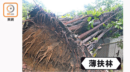 薄扶林村大樹連根拔起壓毀村屋。（林耀康攝）