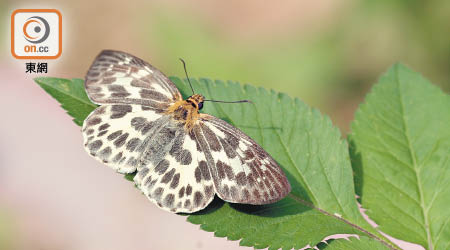 綠色力量於龍鼓灘進行蝴蝶普查，發現包括白弄蝶的罕見蝴蝶。（綠色力量提供）