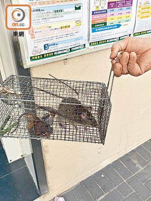 有愛民邨居民在家中放置老鼠籠後成功捕鼠。