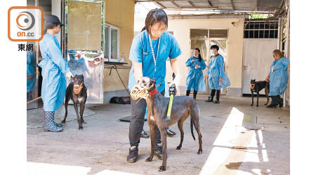 澳門民政總署昨日起接管格力犬，與義工一同照顧狗隻。