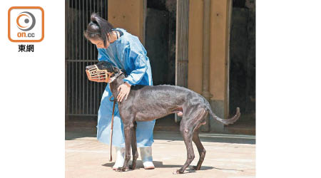 逸園賽狗會與澳門愛護動物協會就格力犬安置問題達成共識。