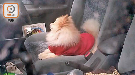 案中松鼠狗當時被發現獨留車內。（香港愛護動物協會提供圖片）