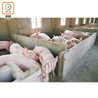 大豆是生豬等養殖業不可缺少的飼料，與中國人的口糧息息相關。