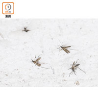 在長洲不同地區隨手一拍就可以將多隻蚊子打到地上。