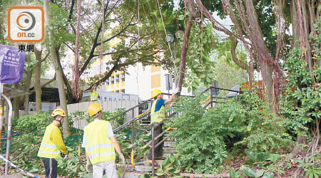 被鋸走樹枝吊至地面運走。（馬竟峯攝）