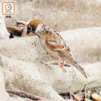 香港觀鳥會估算香港現時約有廿五萬隻樹麻雀，少於去年的三十萬隻。（羅錦鴻攝）