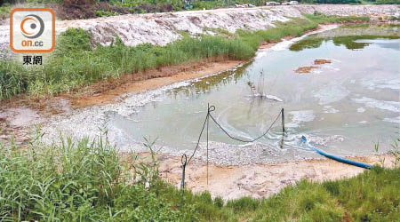 污水滲漏後，下白泥村民發現池塘的魚類大量死亡。