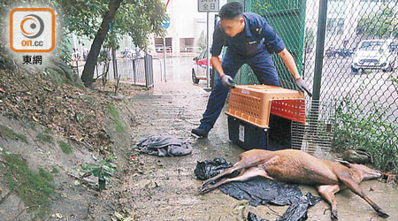 小赤麖倒臥地上奄奄一息。（陳賜慧攝）