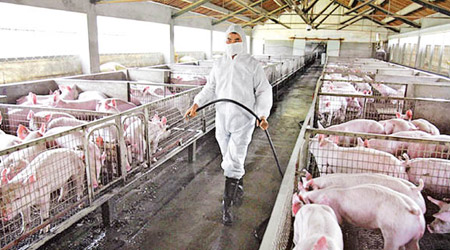 內地多市爆發非洲豬瘟疫情，各地加強豬欄消毒工作。（互聯網圖片）