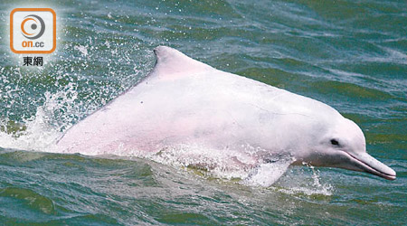 團體發現打樁噪音會令中華白海豚和江豚的聽力距離減少達八成。（受訪者提供）