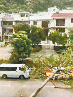 強風下，多處道路遭塌樹攔路。（互聯網圖片）