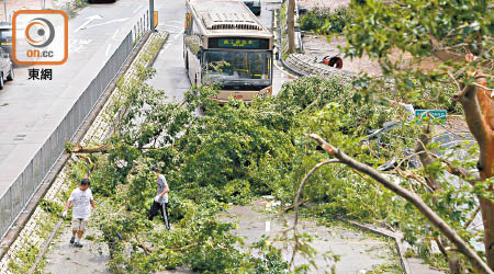 塌樹堵塞粉嶺華明邨外的道路，巴士無法前行。（蕭毅攝）