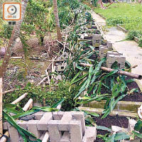 超強颱風山竹把農莊內的植物吹得蓉蓉爛爛。（讀者提供）