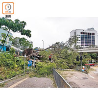 大埔<br>大埔不少單車徑於颱風後都被塌樹阻塞。