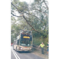 大埔<br>64K九巴在林錦公路撞樹損毁。（互聯網圖片）