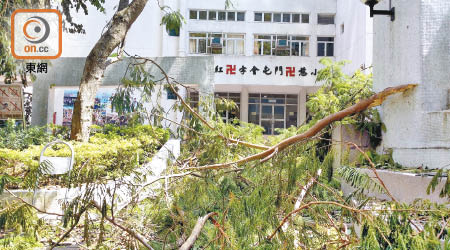屯門<br>香港紅卍字會屯門卍慈小學外的學生必經通道，遭橫臥的樹幹堵塞。（朱先儒攝）
