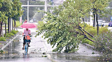 廣西<br>廣西不少大樹倒塌，市民需繞樹而行。（互聯網圖片）
