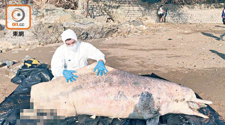 人員檢查海豚屍體。（海洋公園保育基金提供）