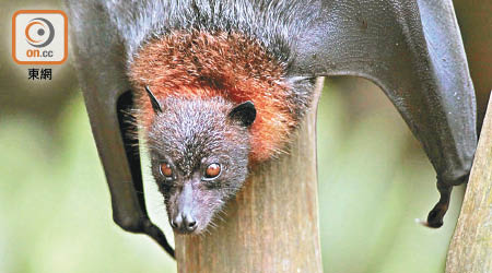 果蝠喜歡食水果，當帶病毒果蝠的口水及尿液污染水果，人類進食後有機會染病。