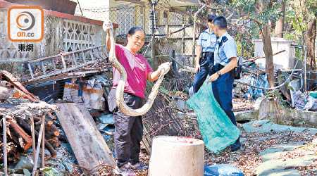 女蛇王「娟姐」輕易將蟒蛇女捕捉。（趙瑞麟攝）