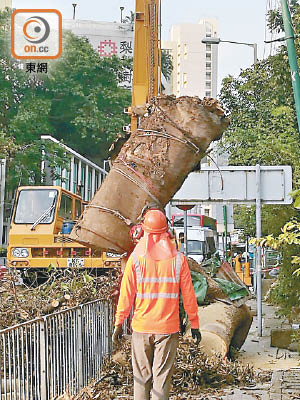 職員需要用大型吊臂將塌樹清理。（受訪者提供）