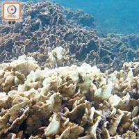 有環團代表認為，防曬產品中的化學成分或會減低珊瑚抗病能力。